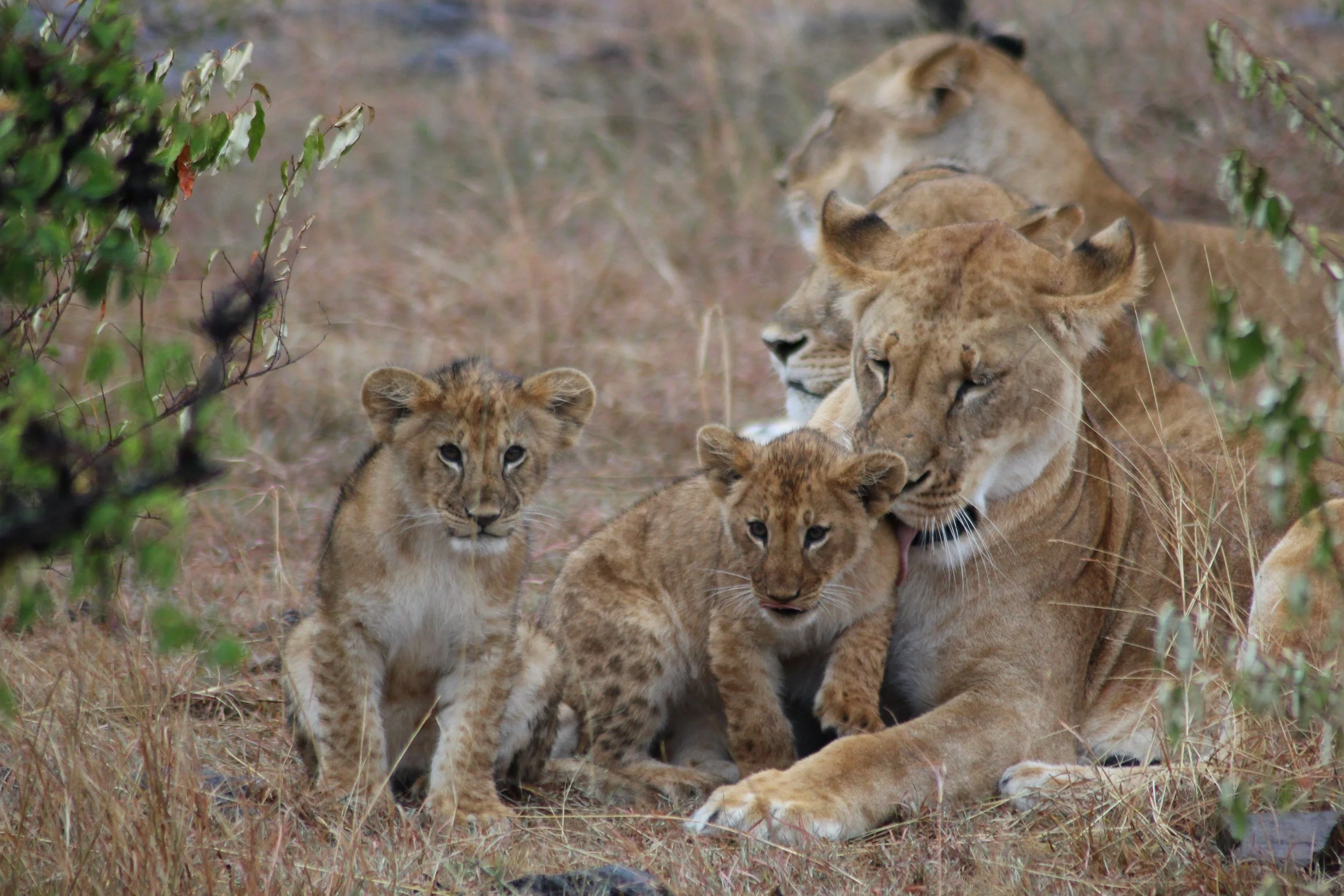 Three lionesses with two young cubs on Kenya's Naboisho Conservancy