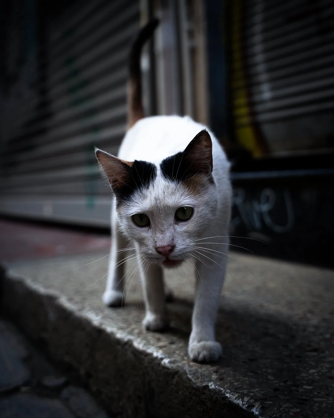 DSC04267.jpg