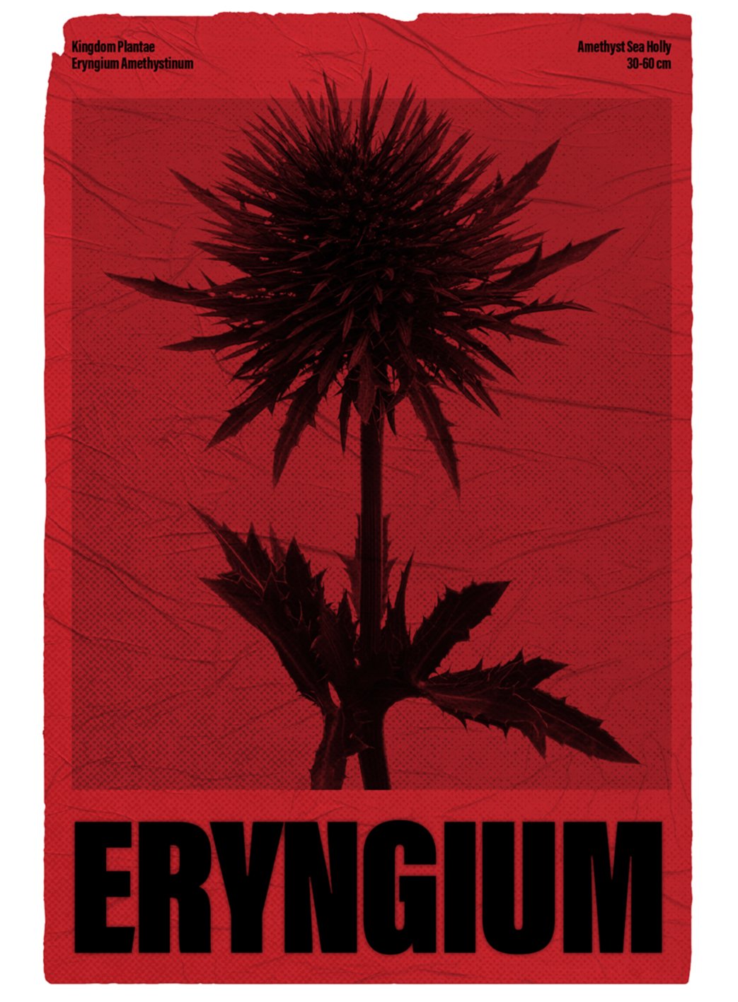 flower.poster