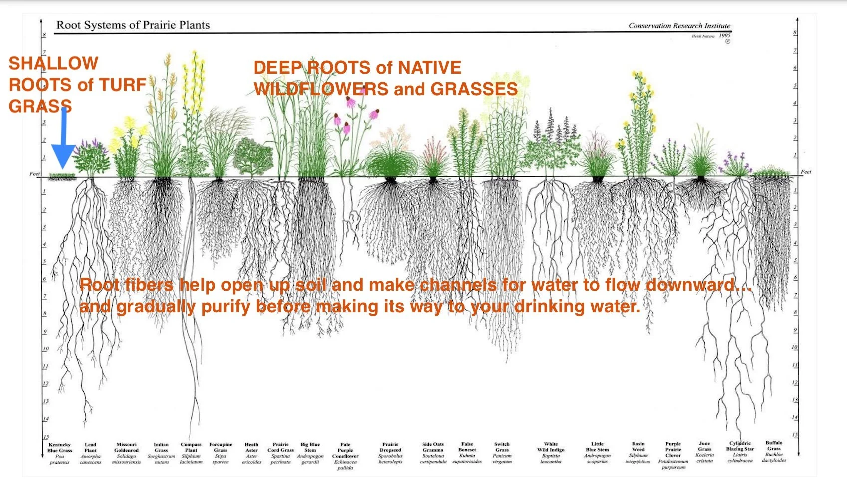 Do Roots Matter? — Go Native! Perennials