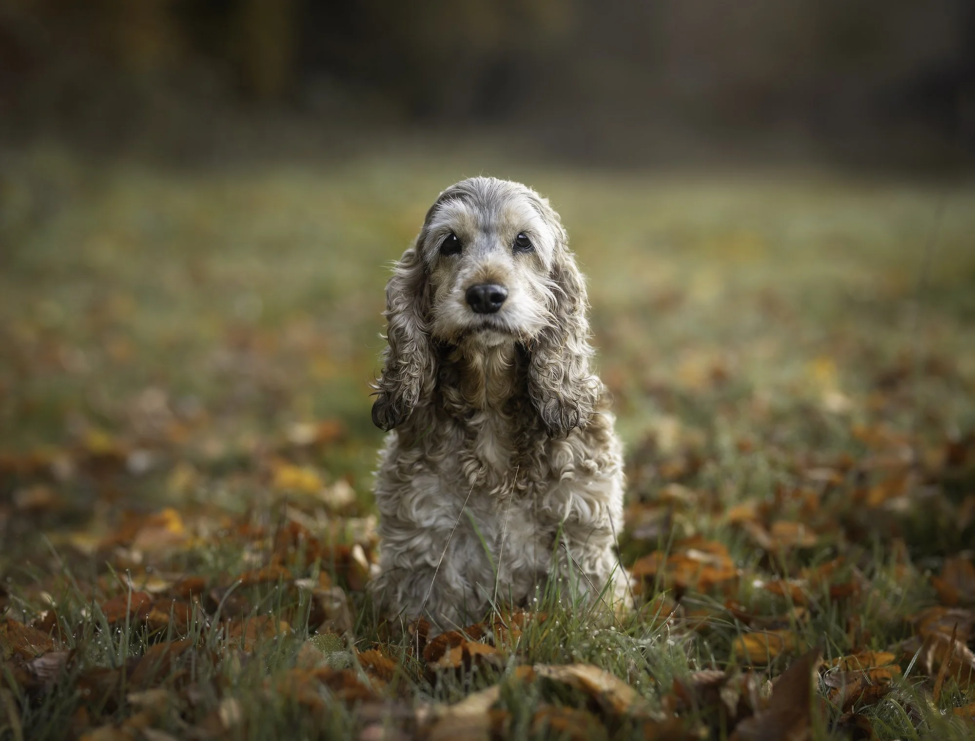 autumn photograph cocker spaniel.jpg