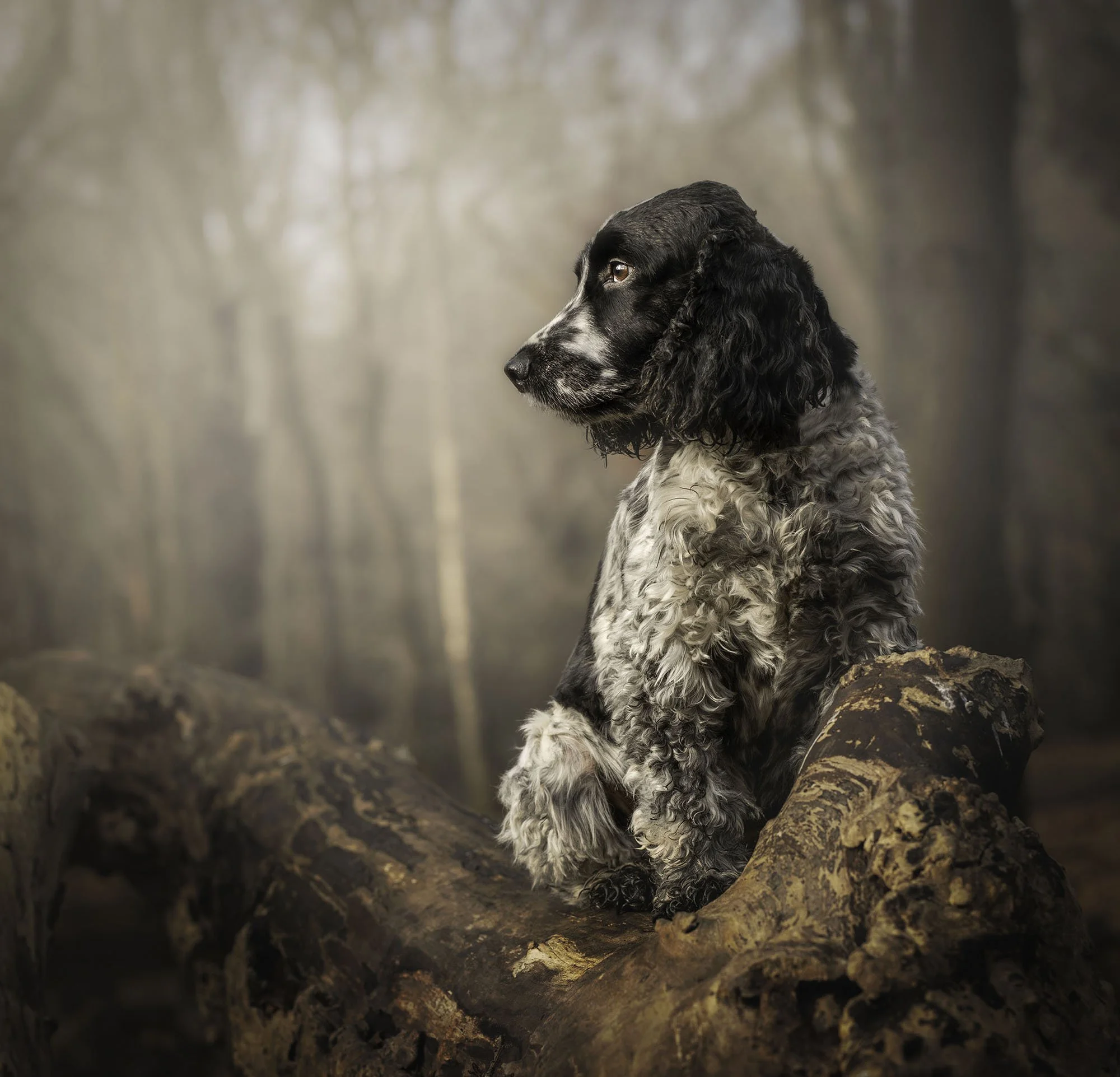 cocker spaniel on log .jpg