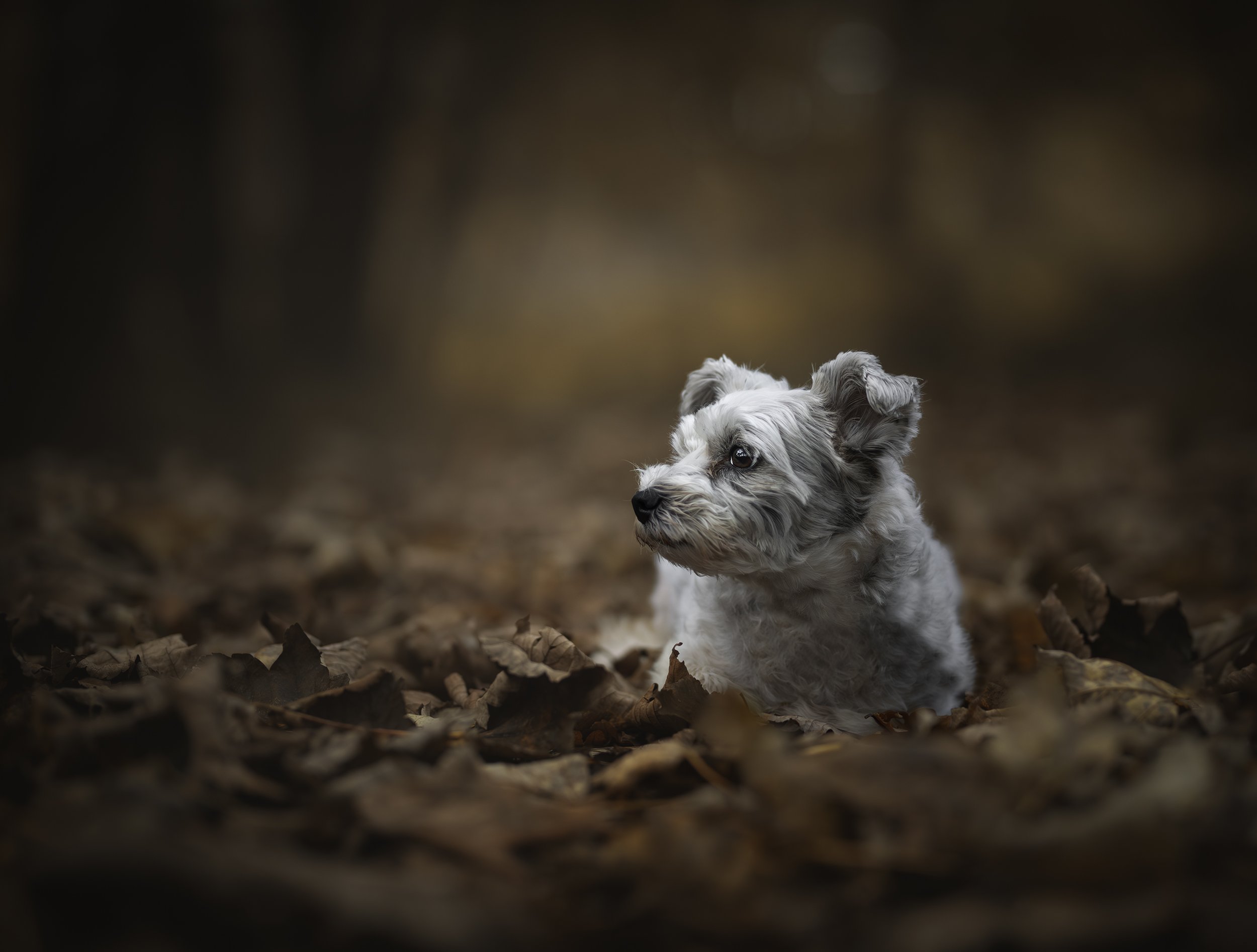 bichon in leaves.jpg