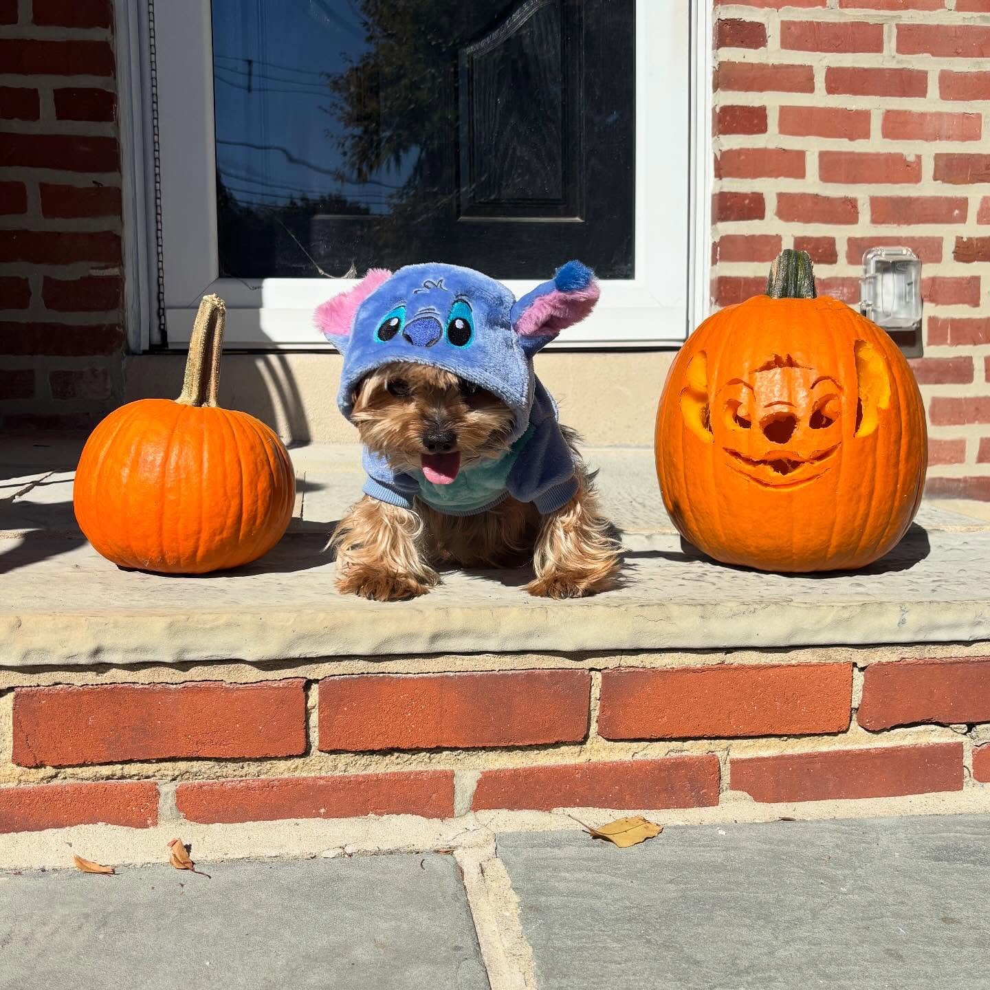 Happy Halloween from Sherlock T. Holmes!
#happyhalloween🎃👻 #dogsofinstagram #yorkiegram