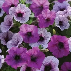 Petunia Wave