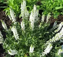 Salvia white.webp