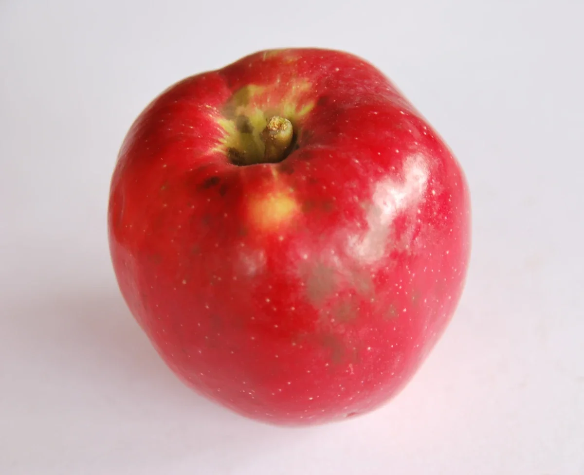 Northern Spy Apple Tree