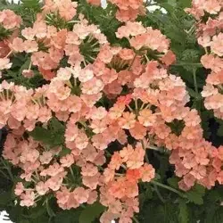 verbena peach.webp
