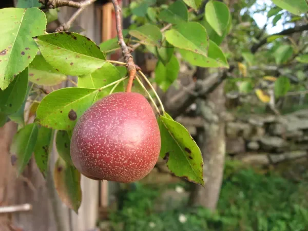 Seckel Pear.webp