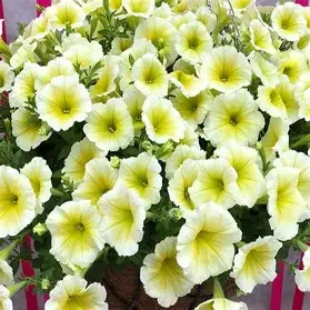 petunia wave yellow.webp