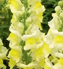 Snap dragon yellow.webp