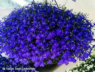 Lobelia Hanging Basket