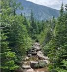 Forest.png