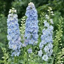 Blue Delphinium.webp