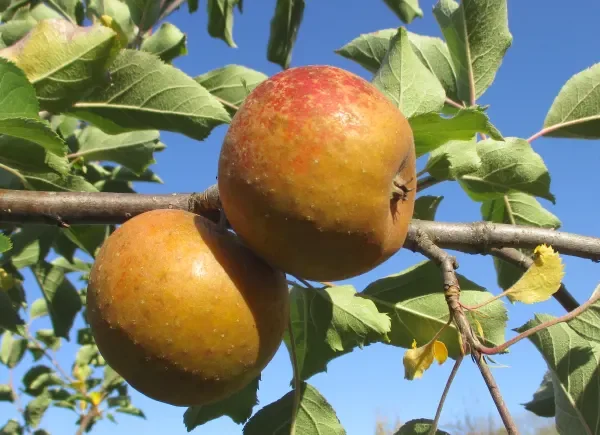 Ashmeads Kernal Apple.webp