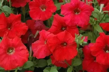 petunia wave red.webp
