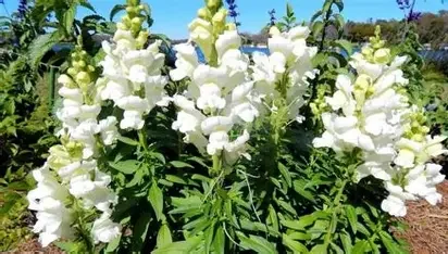 Snapdragon white.webp