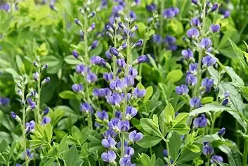 Blue wild indigo.webp