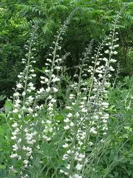White Wild Indigo