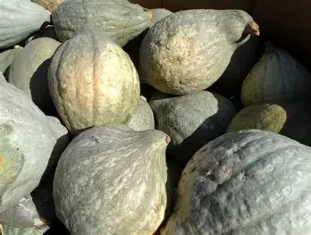 Blue Hubbard Squash