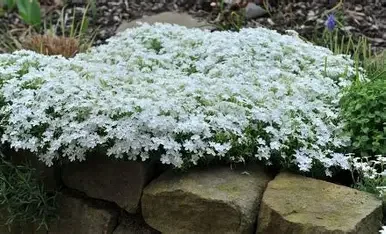 Creeping Phlox white.webp