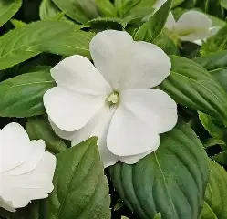 new guinea white.webp