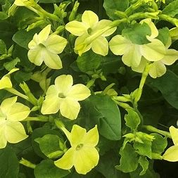 nicotaini lime green.jpg
