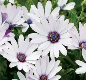 osteospermum white.webp