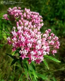 Rose Milkweed