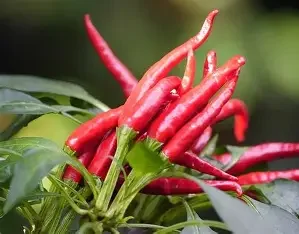 cayenne pepper.webp
