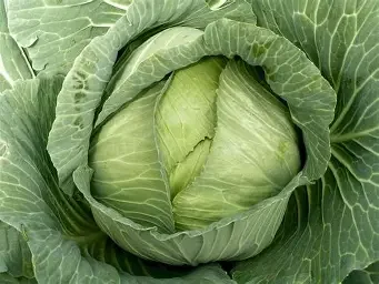 late cabbage.webp