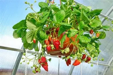 Everbearing Strawberry Hanging Basket