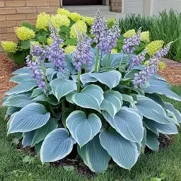 Hosta Blue.webp