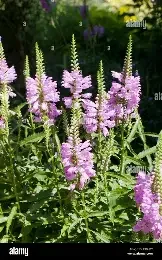 Obedient Plant