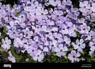 crepping phlox 2.webp