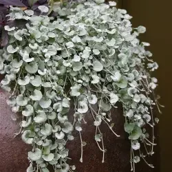 Dichondra, Silver Falls