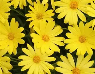 osteospermum yellow.webp