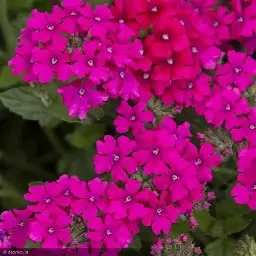 verbena magenta.webp