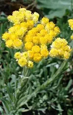 helichrysum.webp
