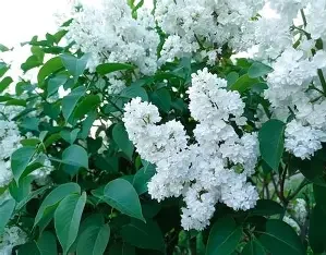 white lilac.webp