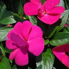new guinea hot pink.webp