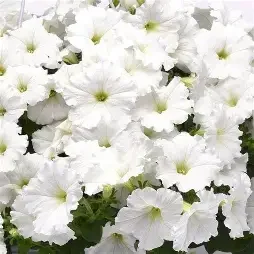 petunia wave white.webp