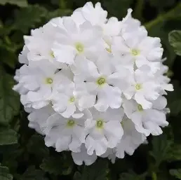 verbena white.webp