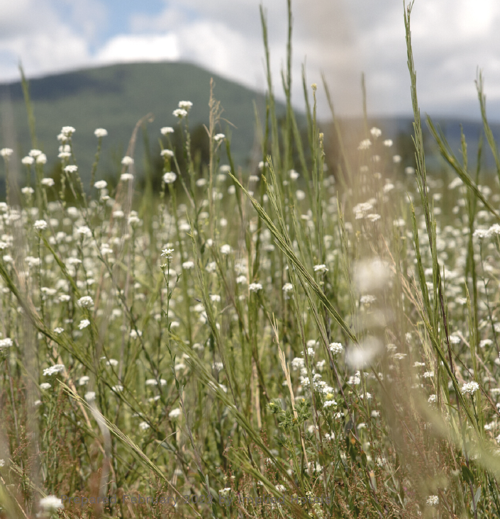 Screen Shot 2024-04-25 at 1.44.52 PM.png