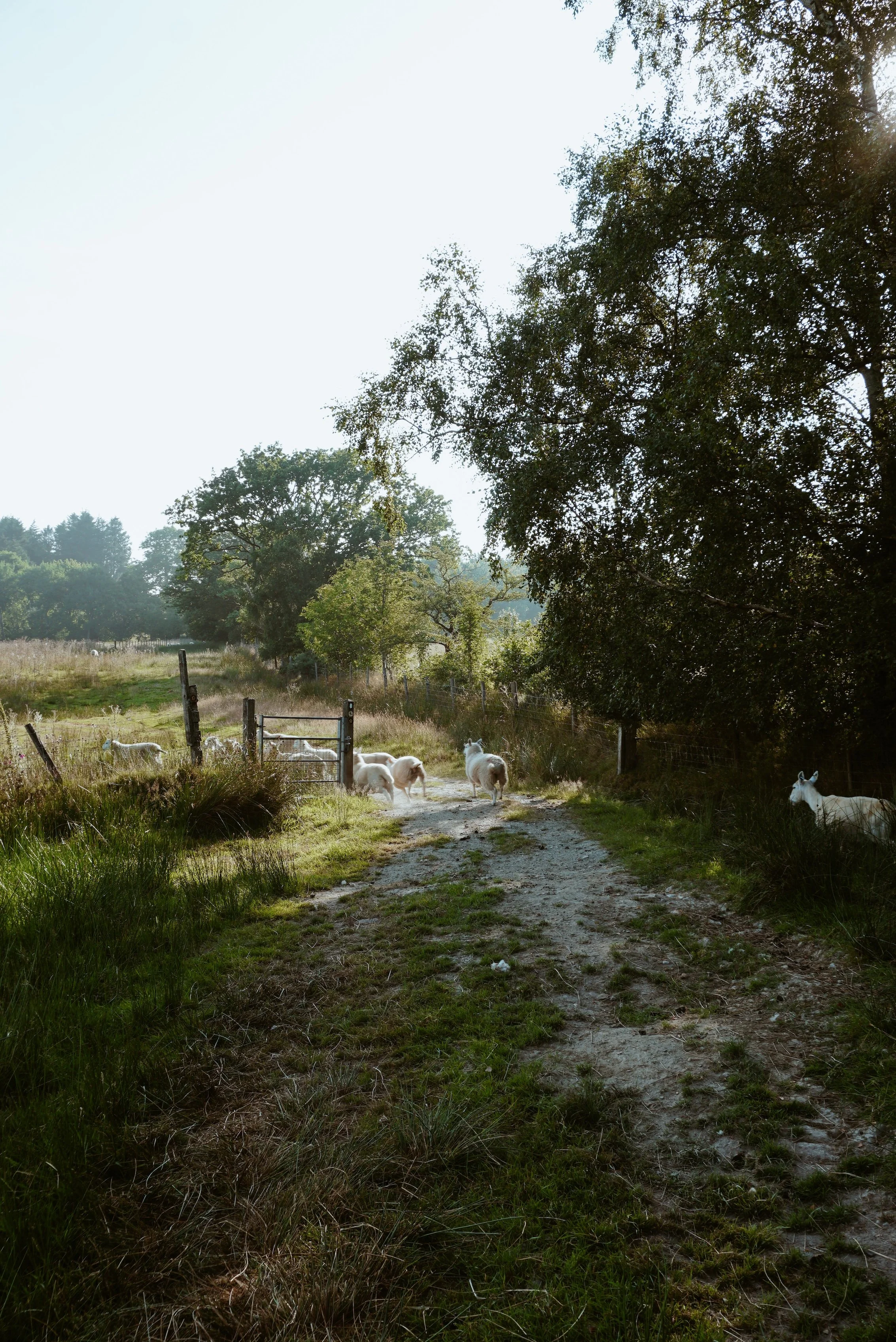 DSC08788.jpg