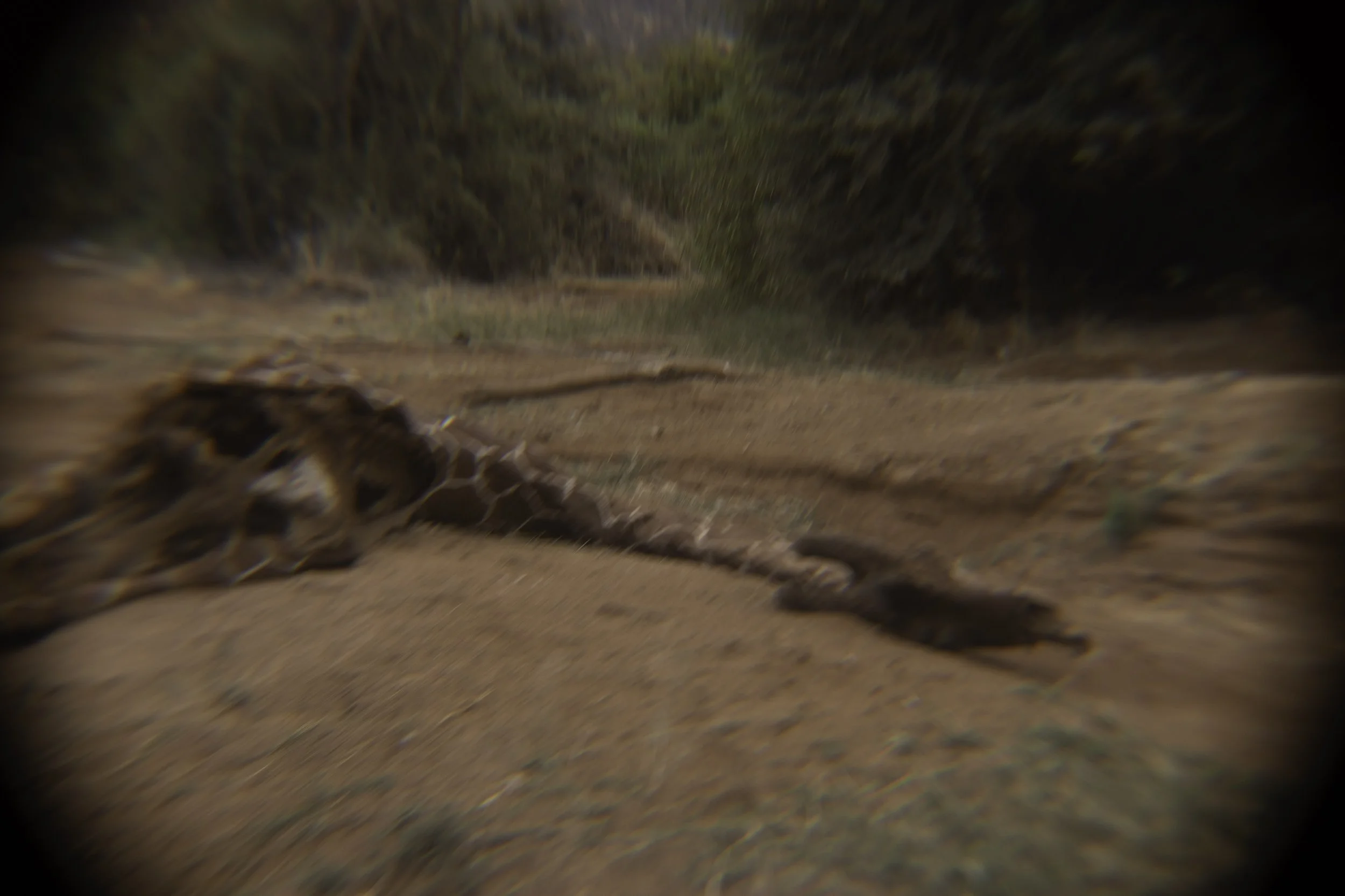 Remains of a giraffe 