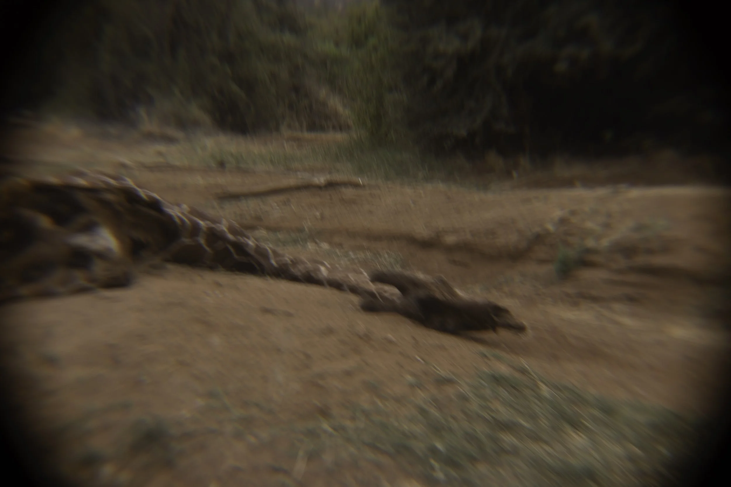 Remains of a giraffe 