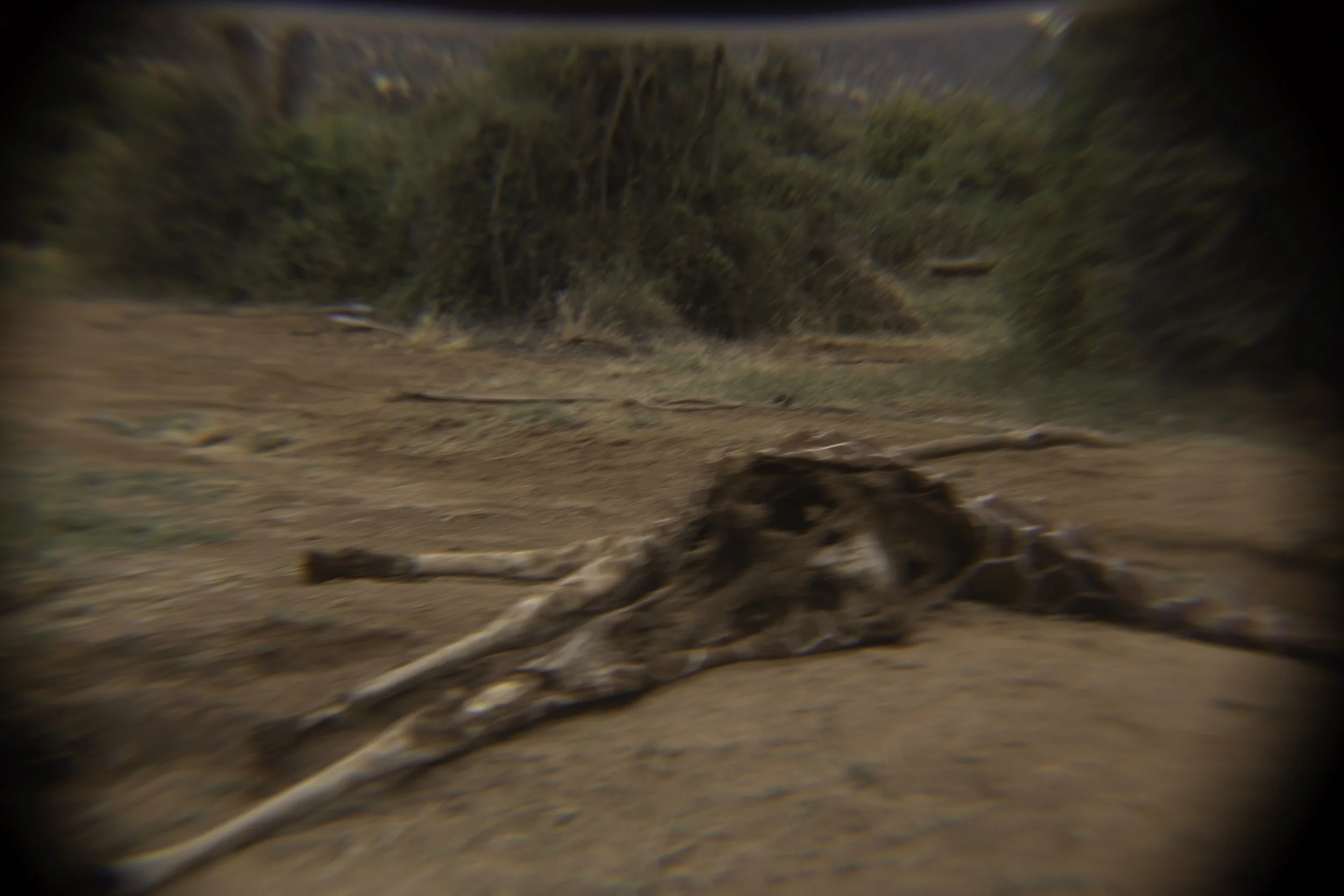 Remains of a giraffe 