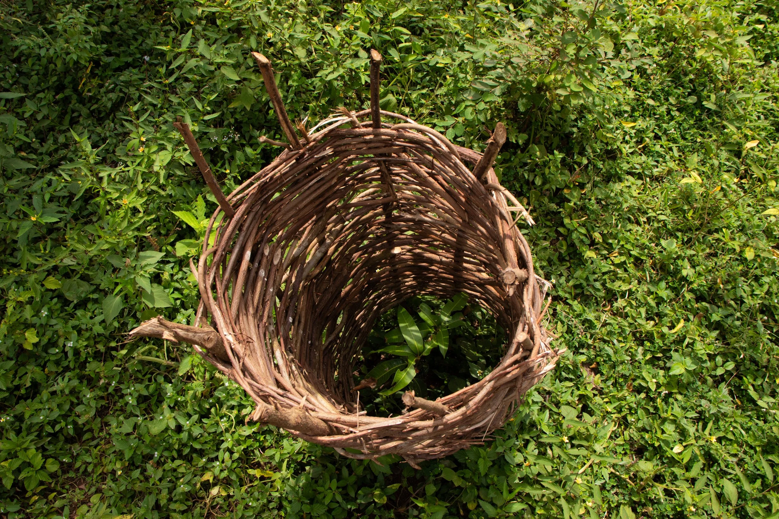 This group of men plants trees to generate income, selling the timber, fruits, etc. The first step of the process is to protect seedlings, August 2024. 