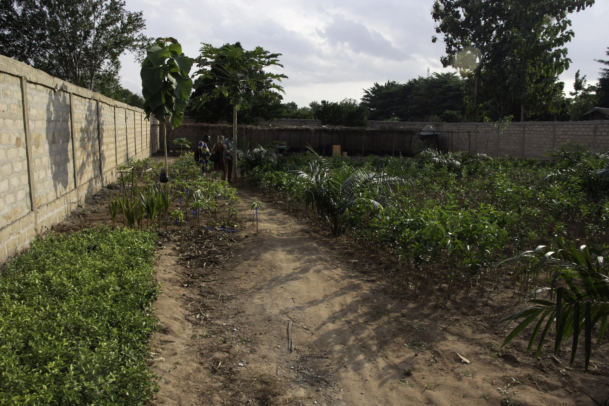 To generate income, the groups sell grafted seedlings. The grafting process involves taking a cut from a well-producing tree and planting it with a new seedling. This assures the new tree will also produce good fruit within three years. Fruit tree gr